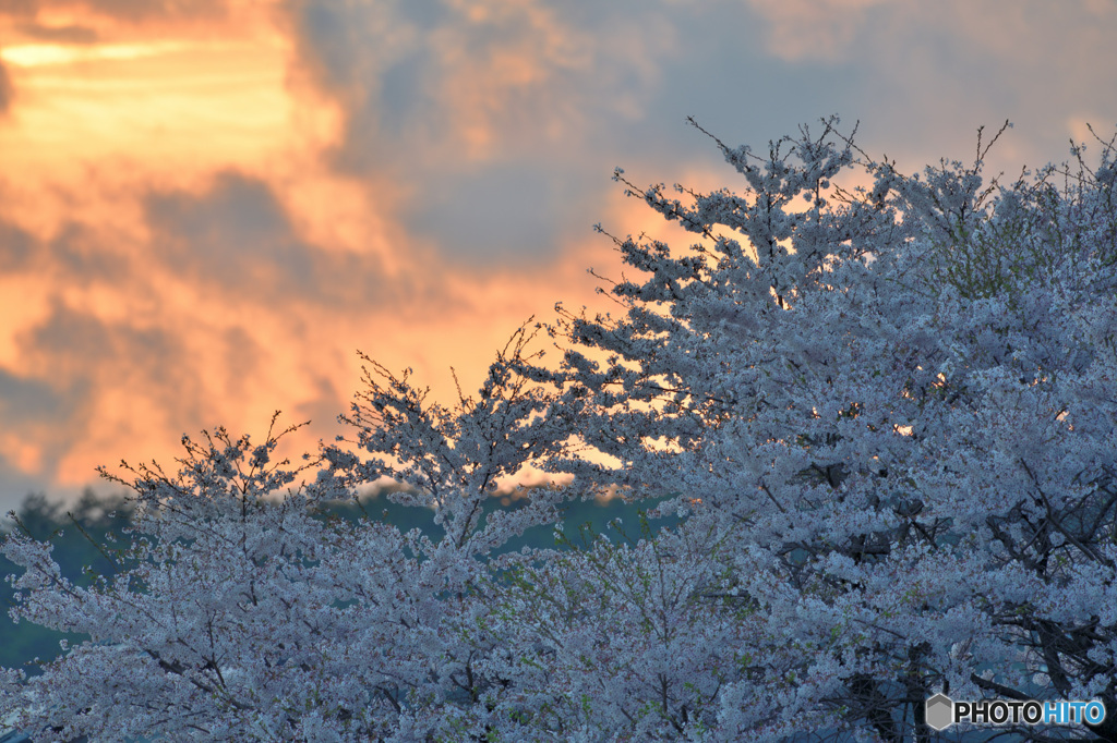 桜　夕照