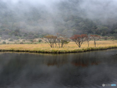 朝霧