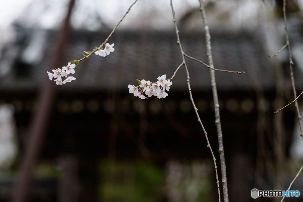 桜　咲きて