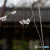 桜　咲きて