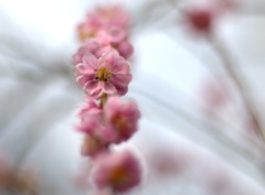 弥生　桃の花