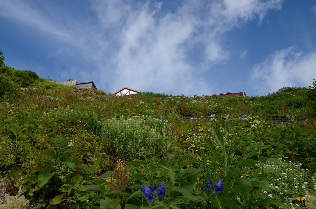 青空　お花畑　赤い小屋　　夏山!!!