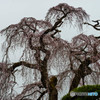 桜　古木