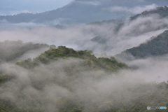 朝霧