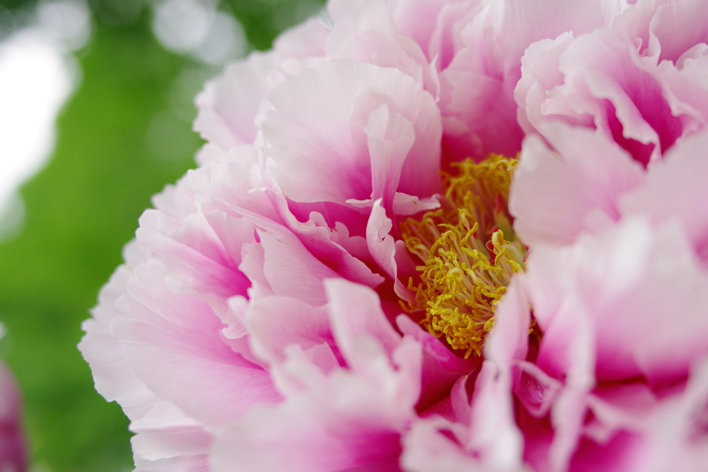 牡丹の花