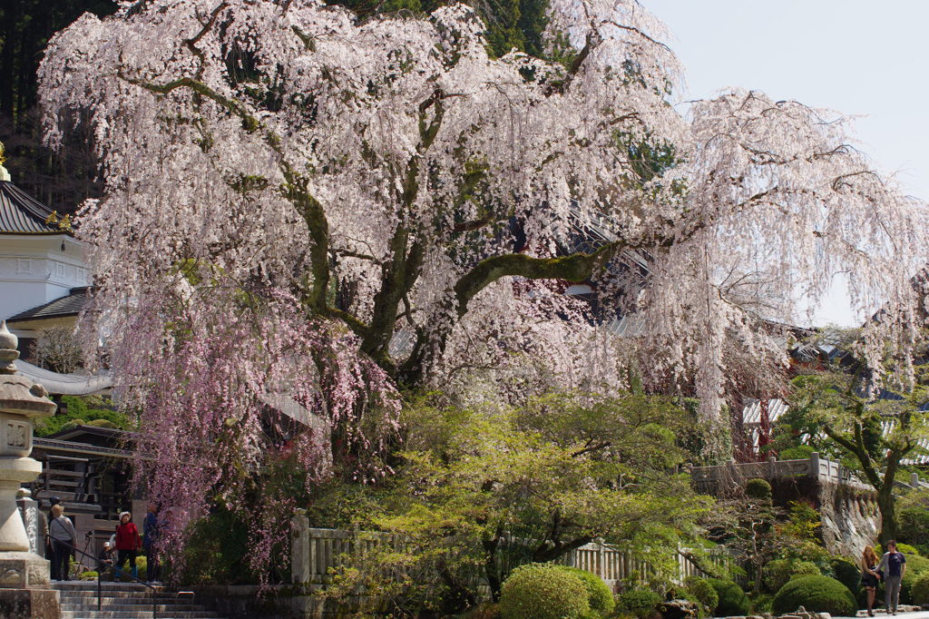 身延山久遠寺のしだれ桜