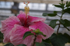 伊江島　ハイビスカス園