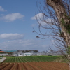総会さぼってお散歩。