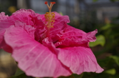 伊江島　ハイビスカス園