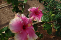 伊江島　ハイビスカス園