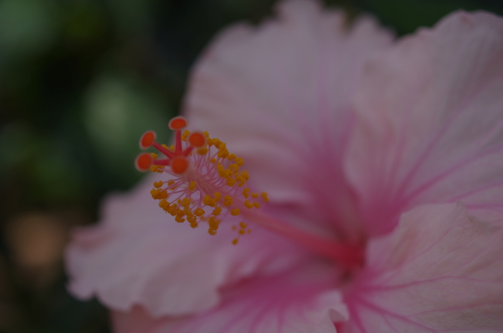 伊江島　ハイビスカス園