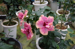 IMGP2575