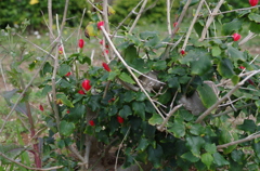 伊江島　ハイビスカス園