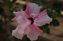 伊江島　ハイビスカス園