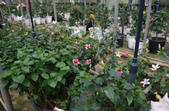 IMGP2582