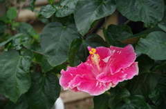 IMGP2564
