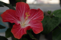 伊江島　ハイビスカス園