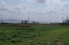 ハイビスカス園近くの風景