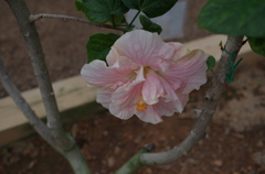 伊江島　ハイビスカス園