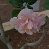 伊江島　ハイビスカス園