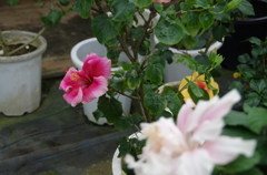 IMGP2569
