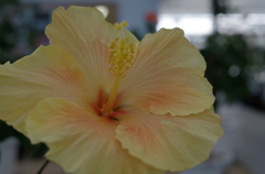 まだまだお花はつづく。