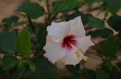 伊江島　ハイビスカス園
