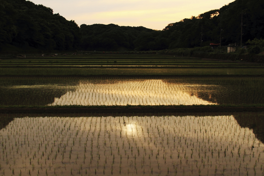 夕景-田植えされた寺家ふるさと村