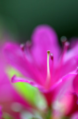 つかの間のひざし