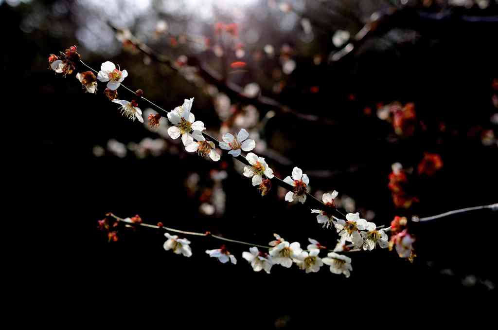 公園散歩　壱