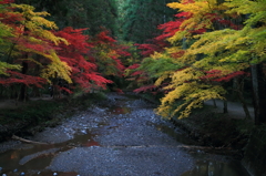 小国神社の紅葉