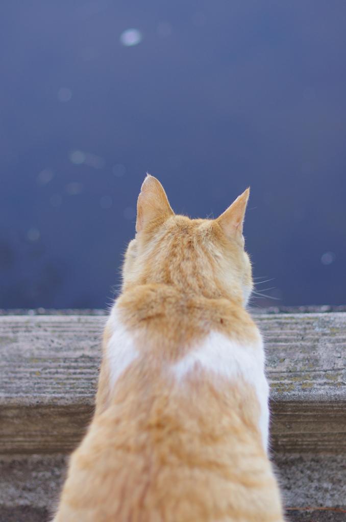 猫視眈々