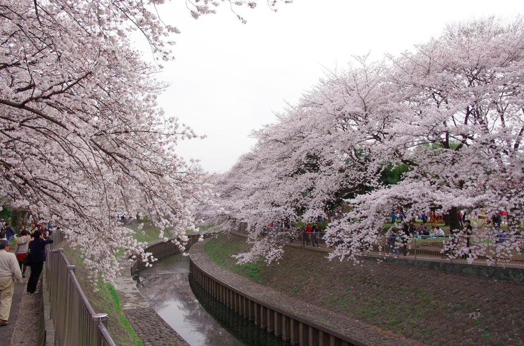 善福寺川沿いの桜