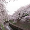 善福寺川沿いの桜