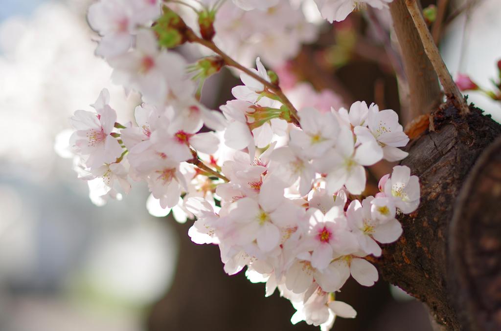 東京海洋大学品川キャンパスの桜