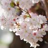 東京海洋大学品川キャンパスの桜