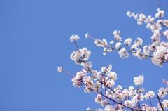 東京海洋大学品川キャンパスの桜