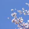 東京海洋大学品川キャンパスの桜