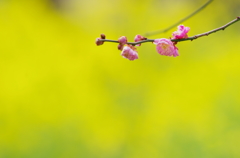 梅の花