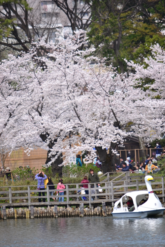 桜＠大田区洗足池公園　5