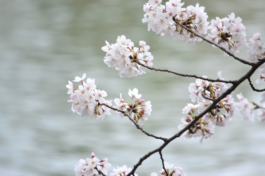 桜＠大田区洗足池公園　1
