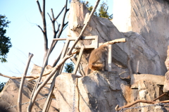 上野動物園のニホンザル