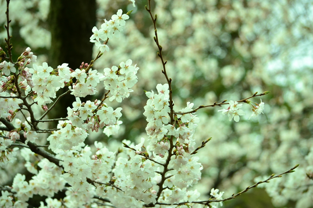 桜＠文京区六義園　2