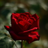 情熱の赤い薔薇　3