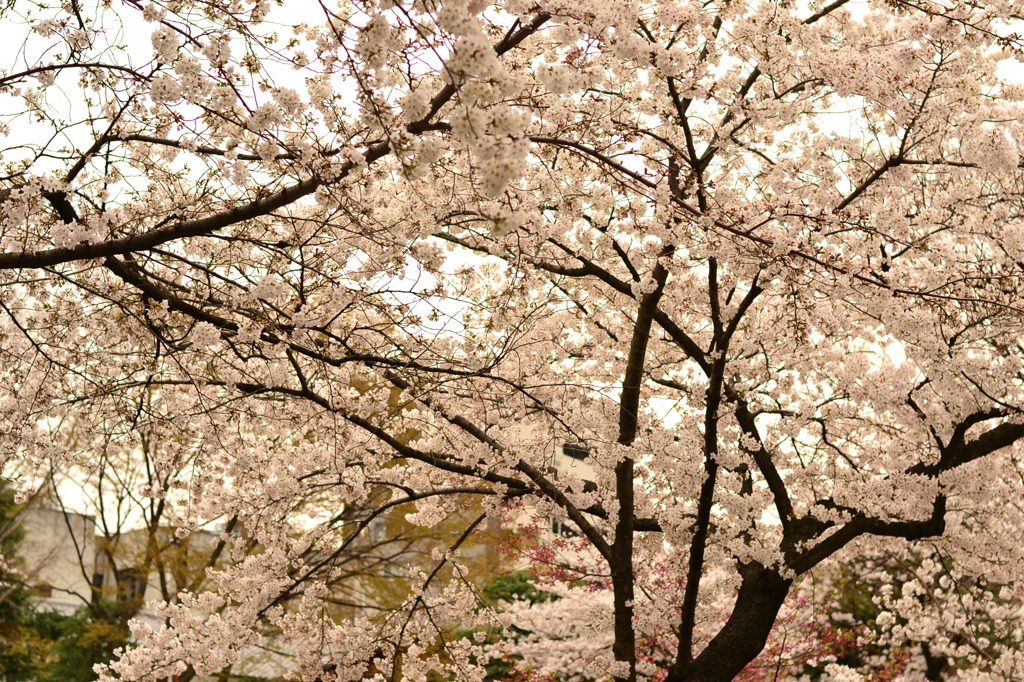 桜＠足立区西新井大師　1