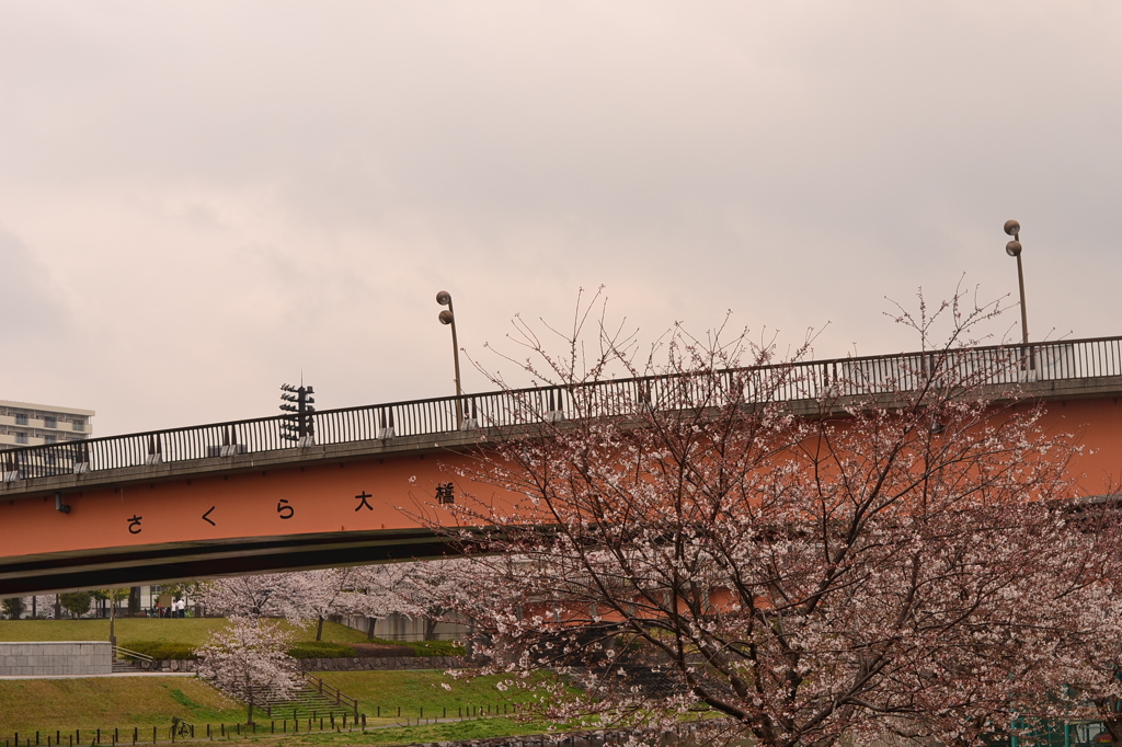 桜＠江戸川区大島小松川公園　1