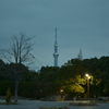 夕方のスカイツリー＠木場公園