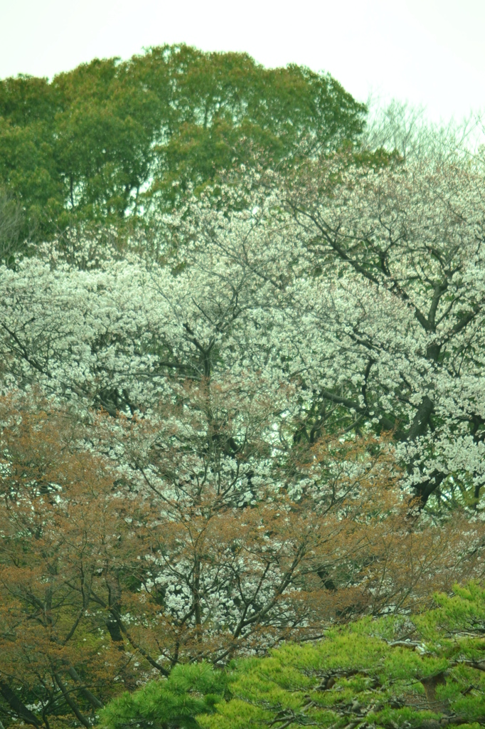 桜＠文京区六義園　4