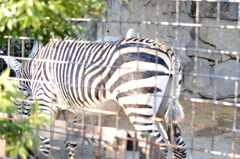 上野動物園のシマウマ