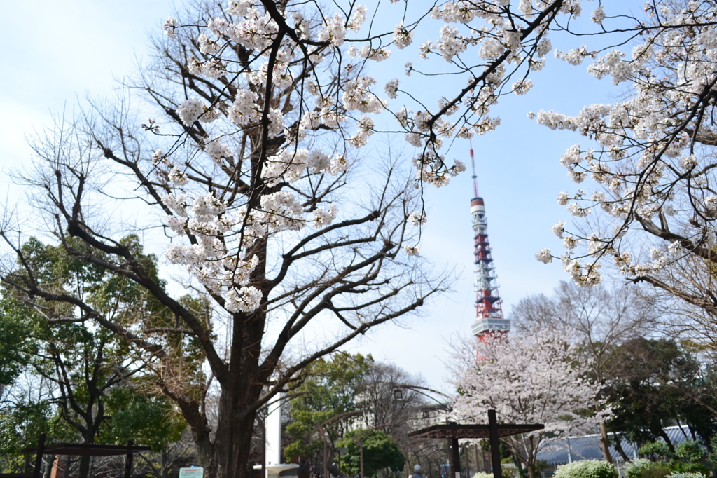 桜＠港区芝公園　4